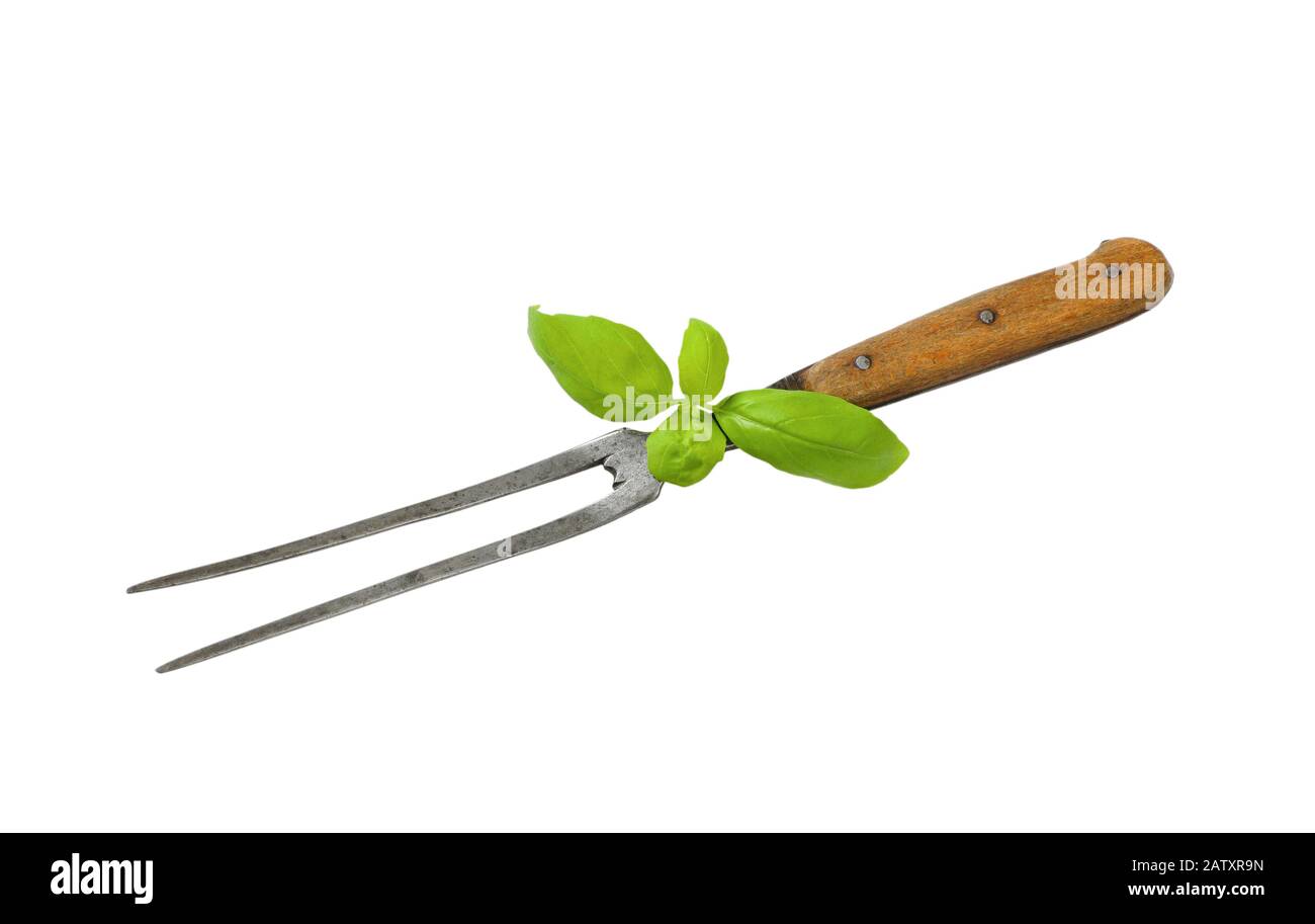 Old carving / meat fork and fresh basil isolated on white Stock Photo