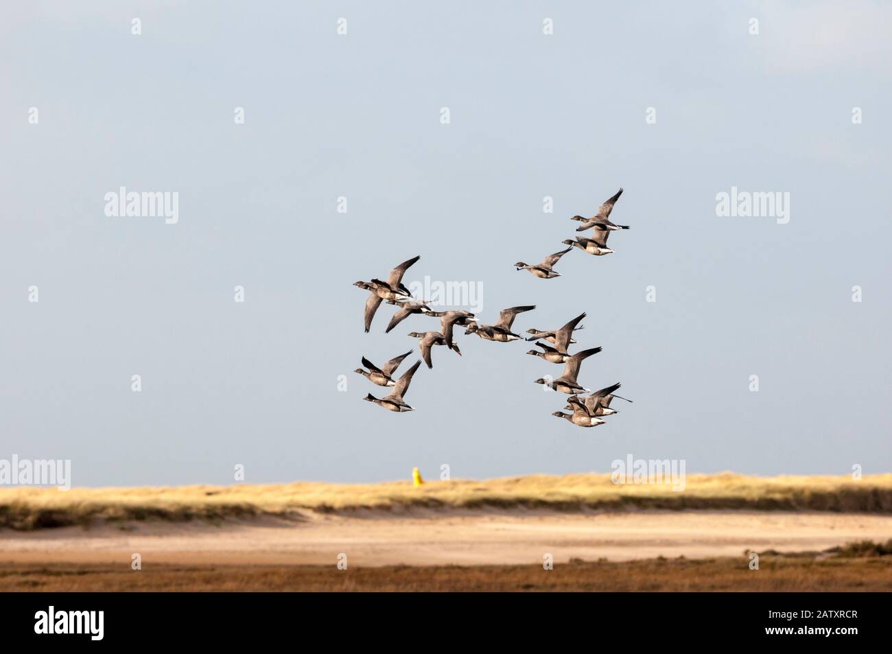 Brent Geese, Branta bernicla, flying over marshes on north Norfolk coast. Stock Photo