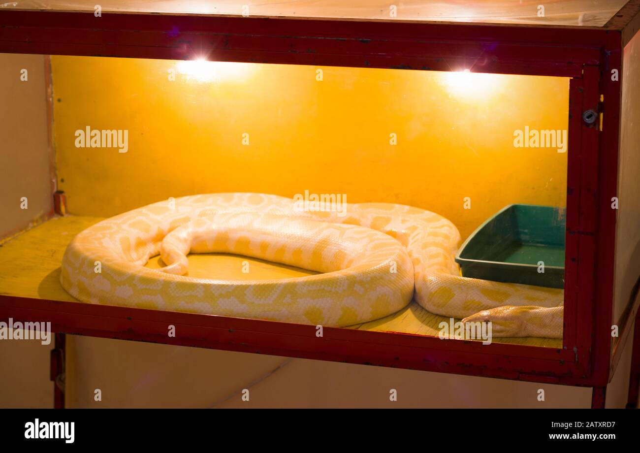 The yellow boa constrictor in the terrarium Stock Photo - Alamy