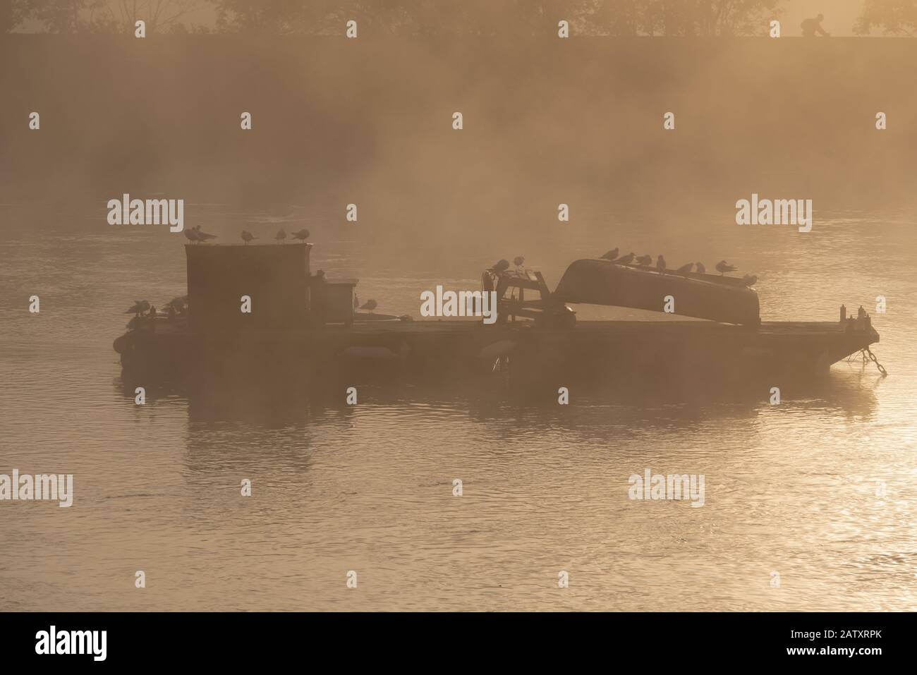 Seagulls on a boat on The River Thames on a foggy morning. Richmond. Stock Photo