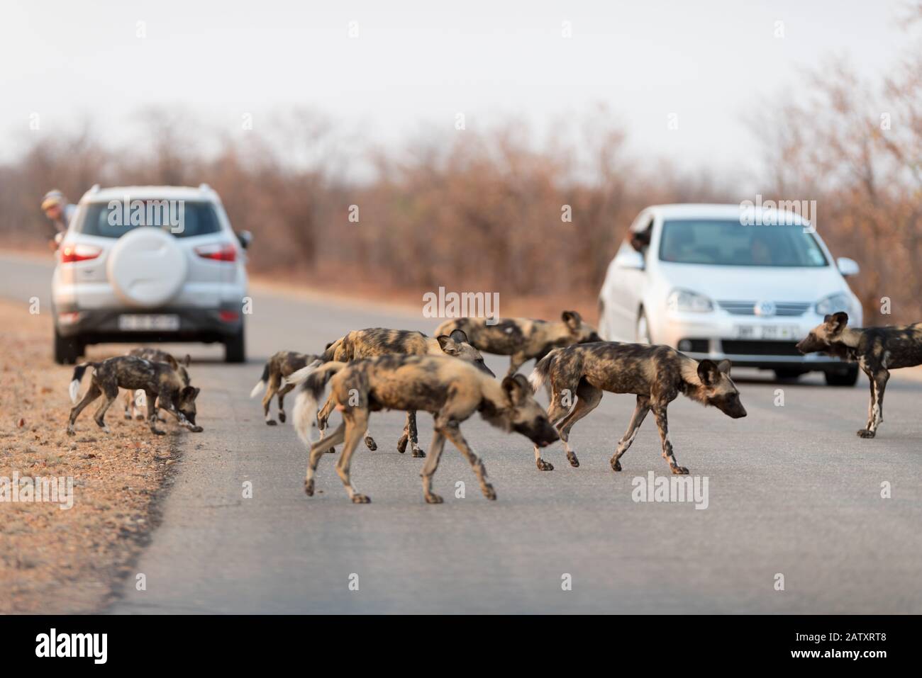 African wild dog pack Stock Photo Alamy