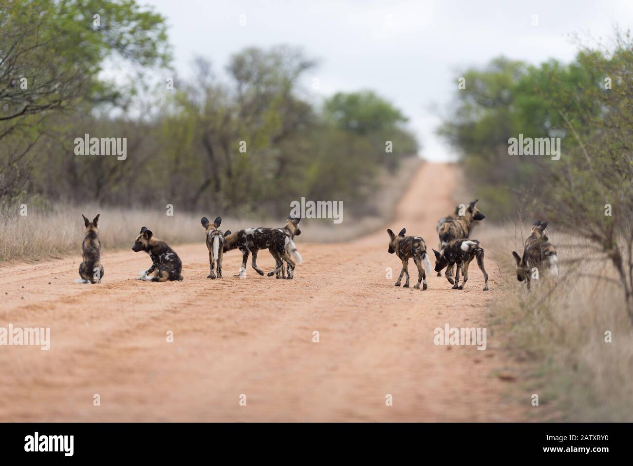 African wild dog pack Stock Photo
