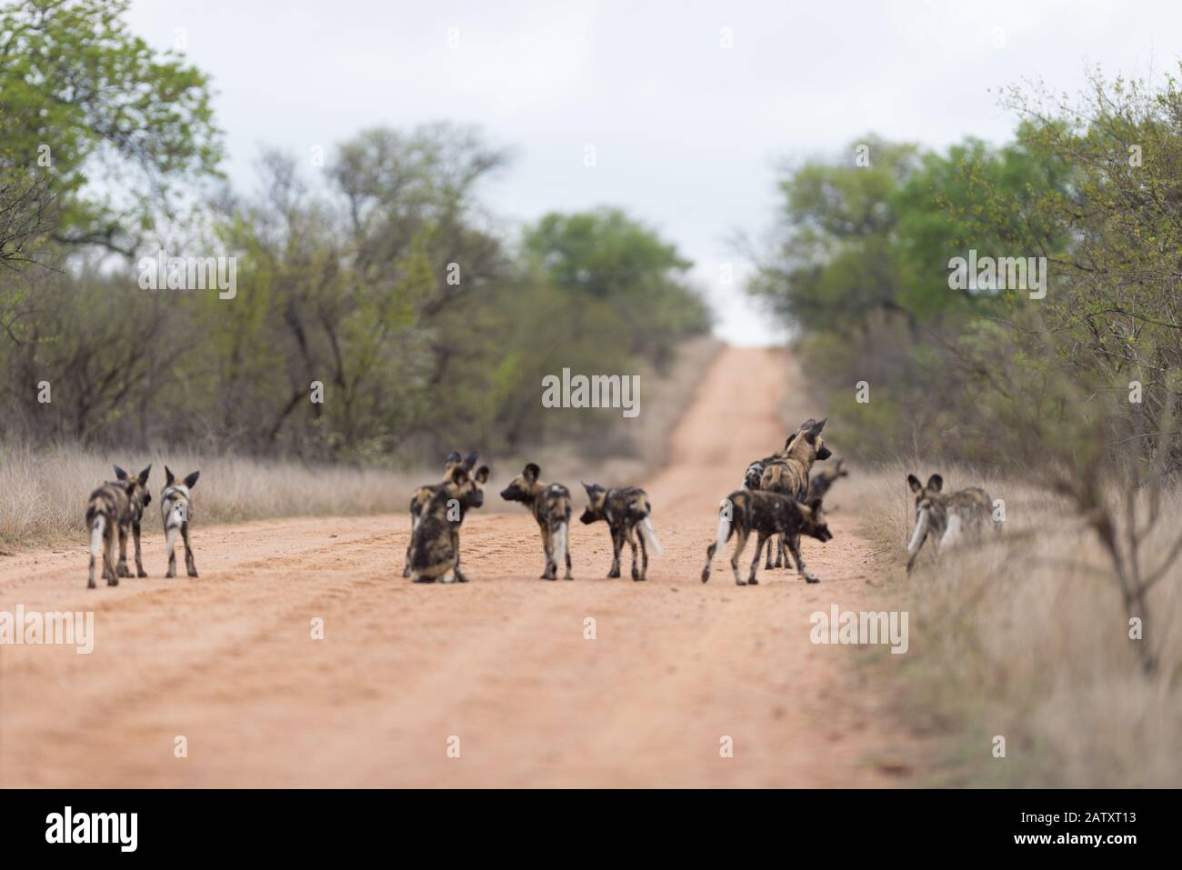 African wild dog pack Stock Photo