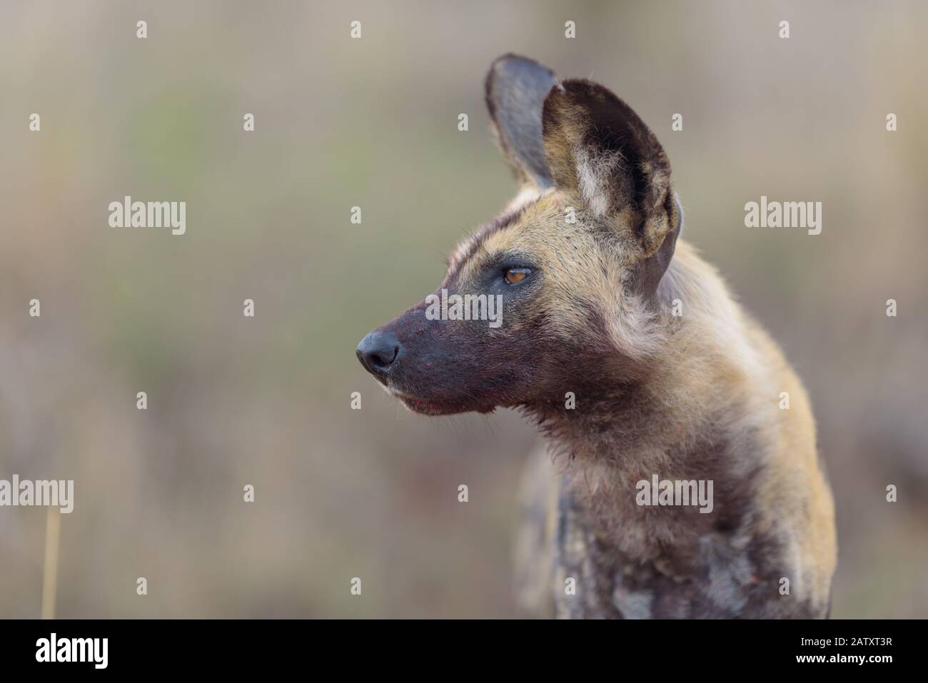 African wild dog in the wilderness Stock Photo