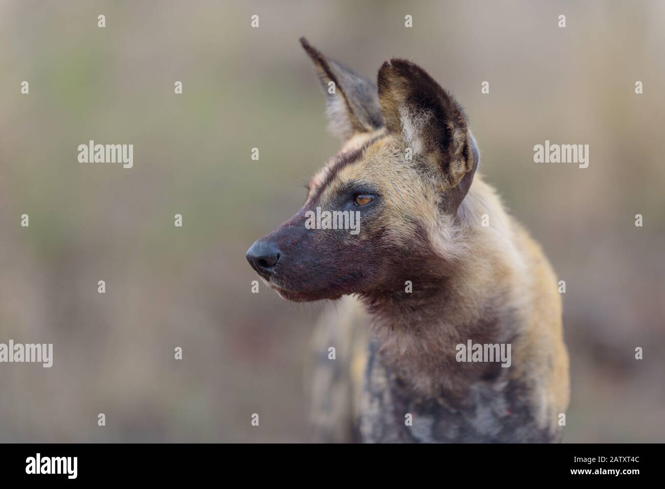 African wild dog in the wilderness Stock Photo