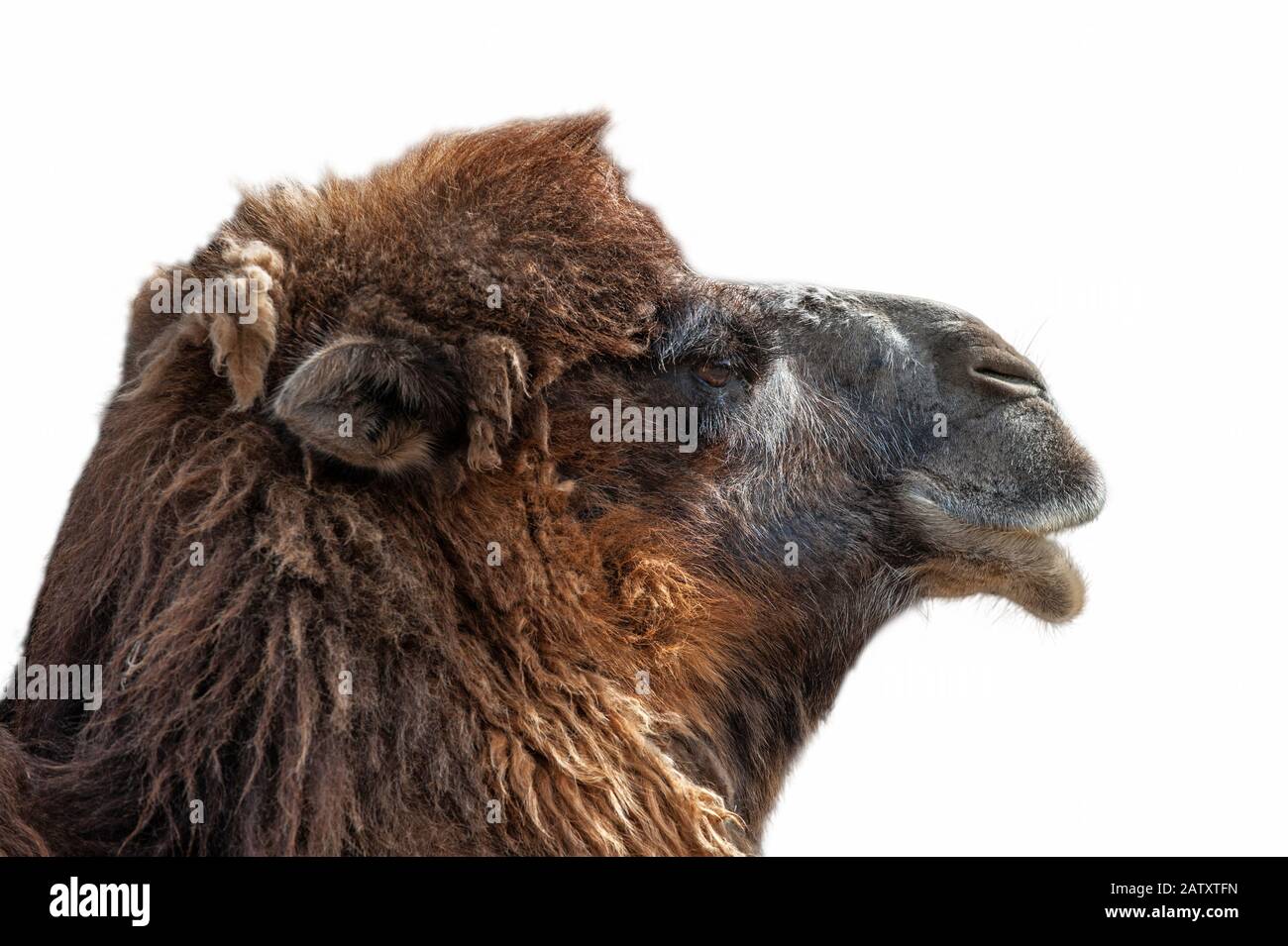 Close up head of Bactrian camel (Camelus bactrianus) native to the steppes of Central Asia against white background Stock Photo