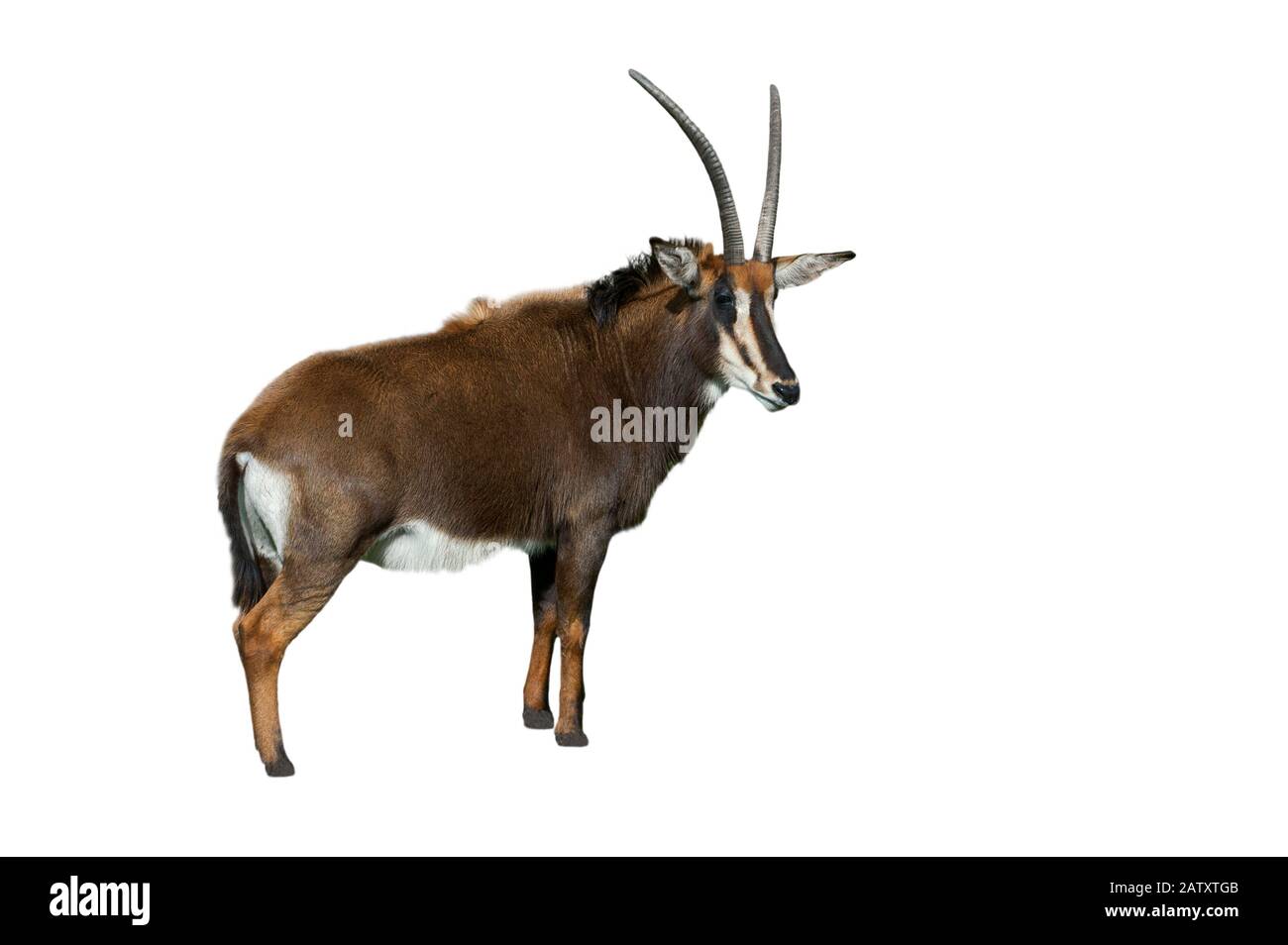 African antelope antelopes Cut Out Stock Images & Pictures - Alamy
