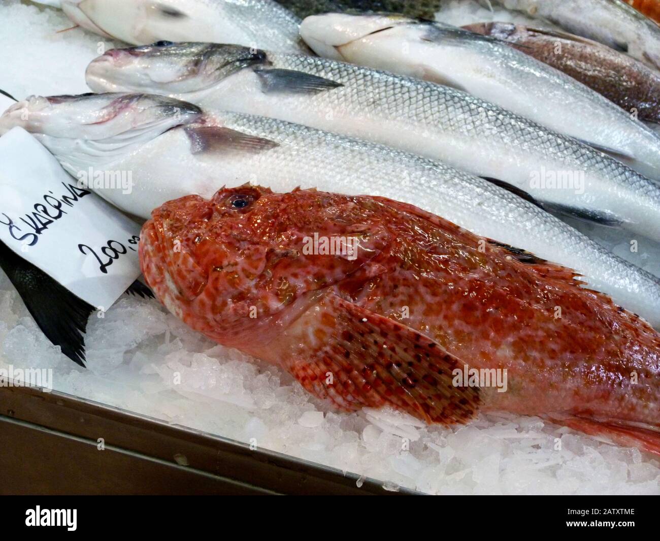 Red Rock Cod on ice at fish market with silver white Mackerel fish. Sea food concept. Scientific name Scorpaena Papillosa. redrockfish or Red Scorpion Stock Photo