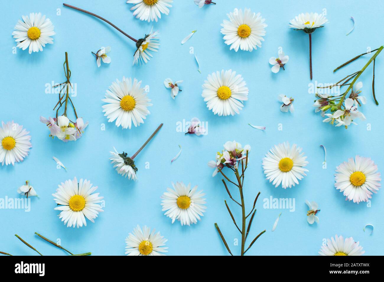 White wild flowers on a light blue background top view Stock Photo - Alamy