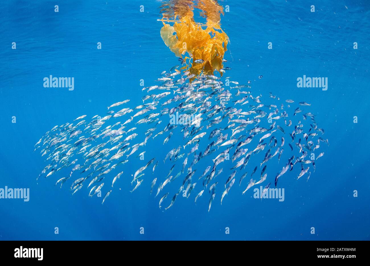 Pacific sardines, Sardinops sagax, kelp, Macrocystis pyrifera, 9 Mile
