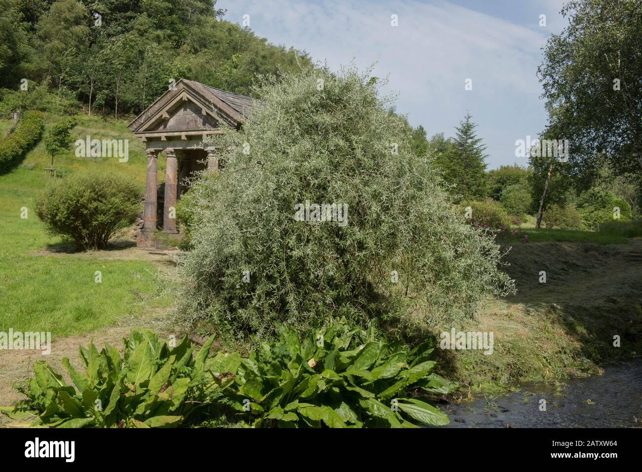 Weeping Willow Leaved Pear Tree (Pyrus salicifolia 'Pendula') by a Stream in a Country Cottage Garden in Rural Devon, England, UK Stock Photo