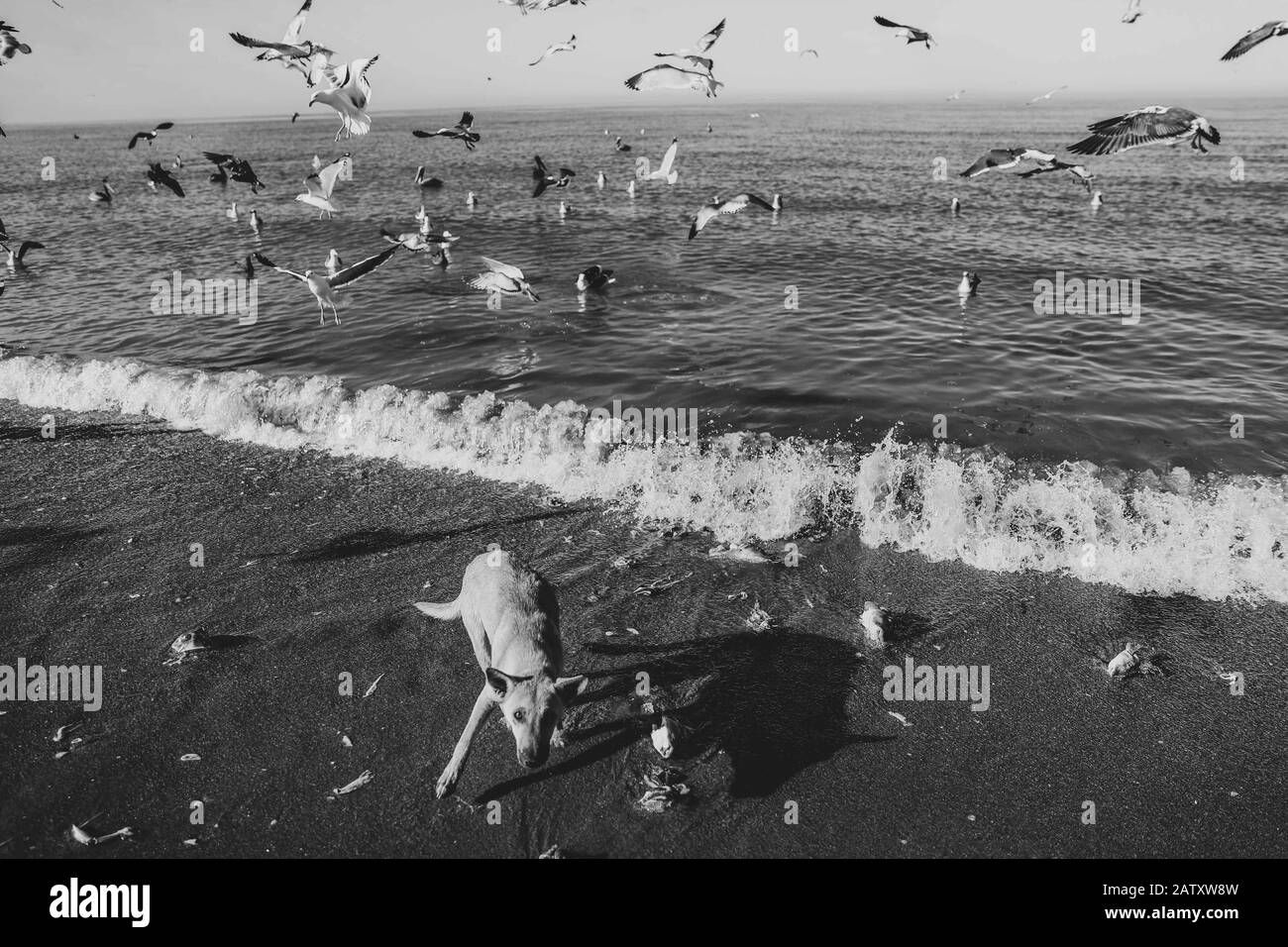 Seagulls in frenzy go ahead on fish remains on Sahuimaro beach, Sonora, Mexico ...   sea, beach shore, shoreline, marine life, feeding, eating, frenzy, wild, survival, bird, seagull, daylight, beautiful, sky, green, sea water, life, sea of cortez, gulf of california, Disproportionate impetus or violence, Violent exaltation of mood, especially of a disproportionate passion. Violence or impetus   Gaviotas en frenesí se avalanzan sobre restos de pescados en  playa Sahuimaro, Sonora, Mexico...  maritima, orilla de la playa, litoral, vida marina, alimentandose, comiendo, frenesí , salvaje, superviv Stock Photo