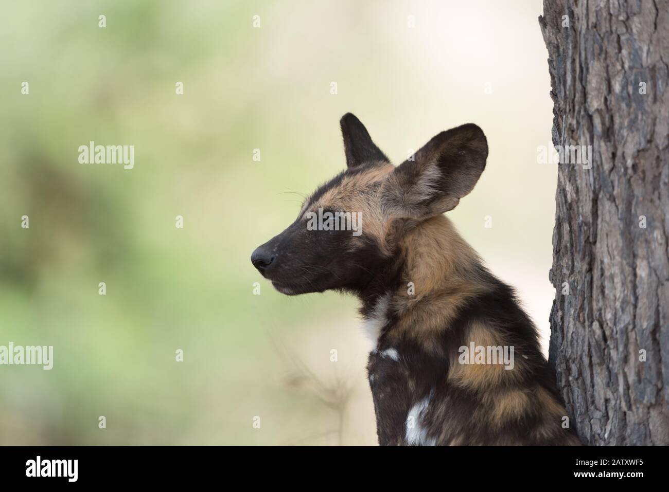 African wild dog puppy Stock Photo
