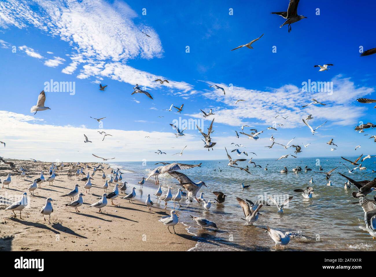 Seagulls in frenzy go ahead on fish remains on Sahuimaro beach, Sonora, Mexico ...   sea, beach shore, shoreline, marine life, feeding, eating, frenzy, wild, survival, bird, seagull, daylight, beautiful, sky, green, sea water, life, sea of cortez, gulf of california, Disproportionate impetus or violence, Violent exaltation of mood, especially of a disproportionate passion. Violence or impetus   Gaviotas en frenesí se avalanzan sobre restos de pescados en  playa Sahuimaro, Sonora, Mexico...  maritima, orilla de la playa, litoral, vida marina, alimentandose, comiendo, frenesí , salvaje, superviv Stock Photo
