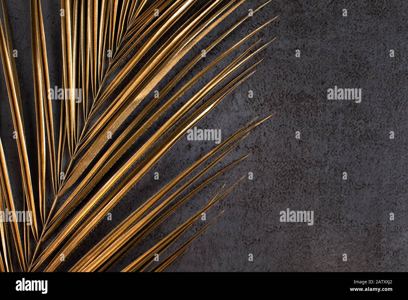 Closeup of golden palm leaf on abstract dark grey textured background ...