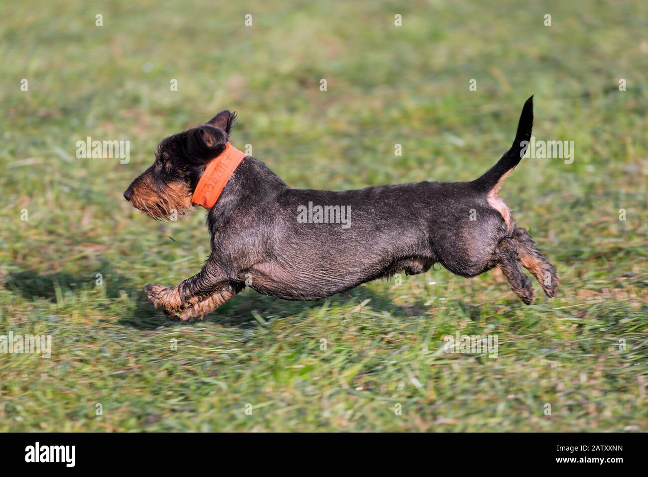 Wire-haired dachshund / wirehaired dachshund, short-legged, long-bodied, hound-type dog breed running in garden Stock Photo