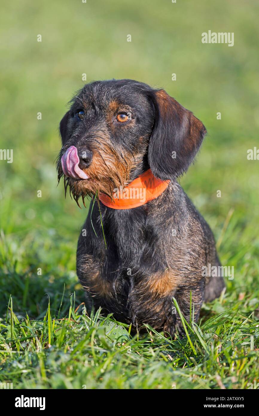 Wire-haired dachshund / wirehaired dachshund, short-legged, long-bodied, hound-type dog breed licking nose on the lawn in garden Stock Photo