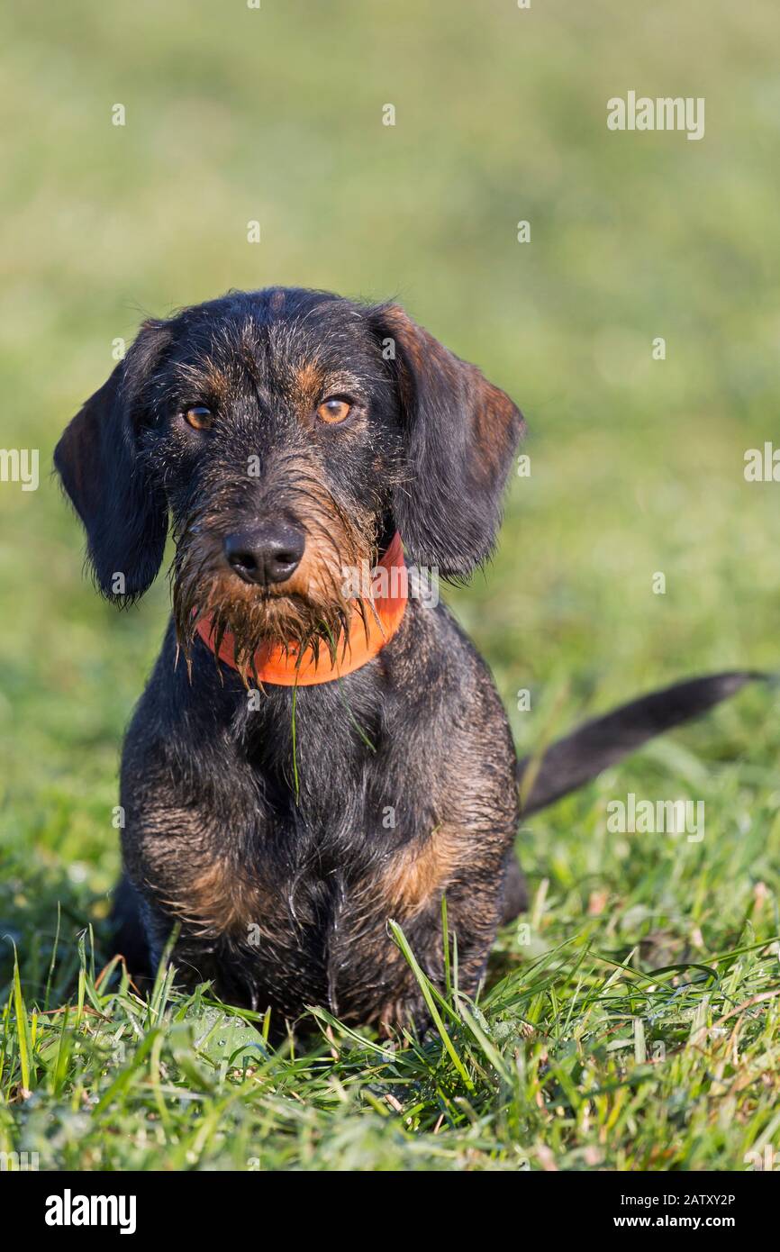 Wire-haired dachshund / wirehaired dachshund, short-legged, long-bodied, hound-type dog breed on the lawn in garden Stock Photo