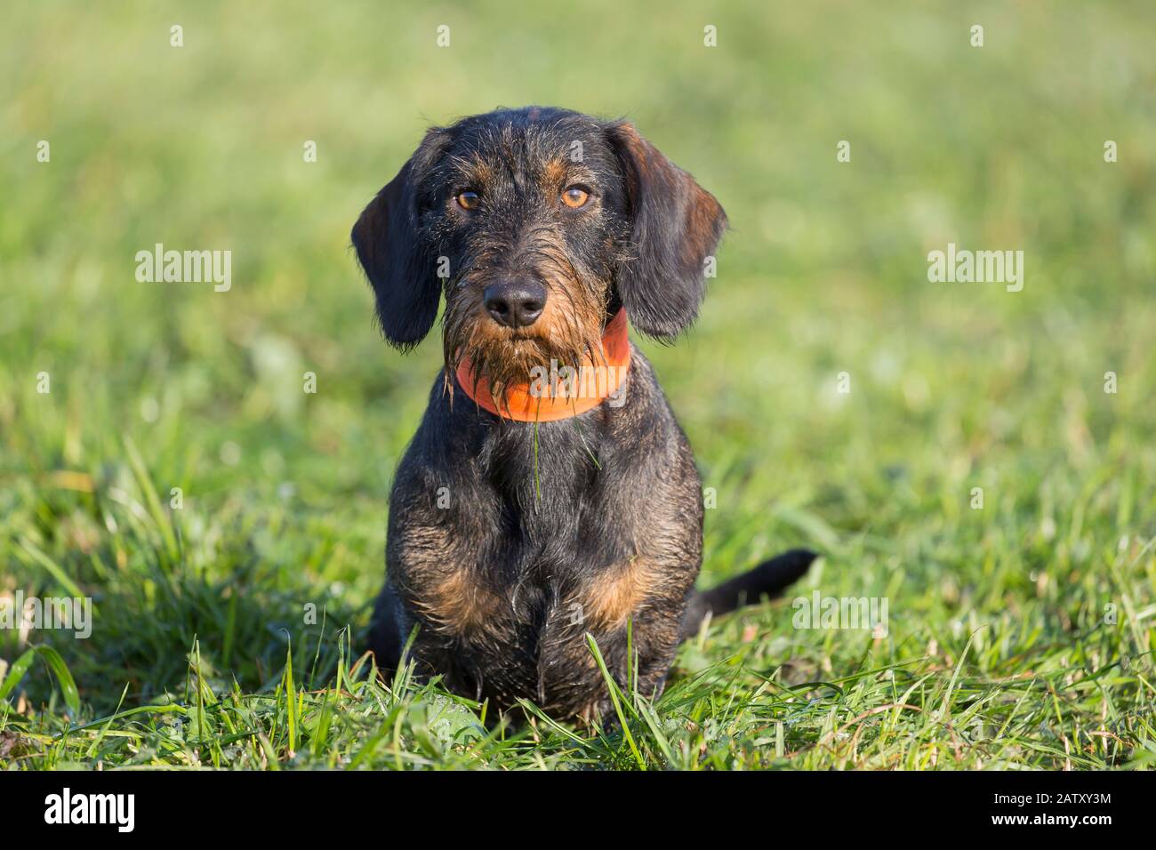 Wire-haired dachshund / wirehaired dachshund, short-legged, long-bodied, hound-type dog breed on the lawn in garden Stock Photo