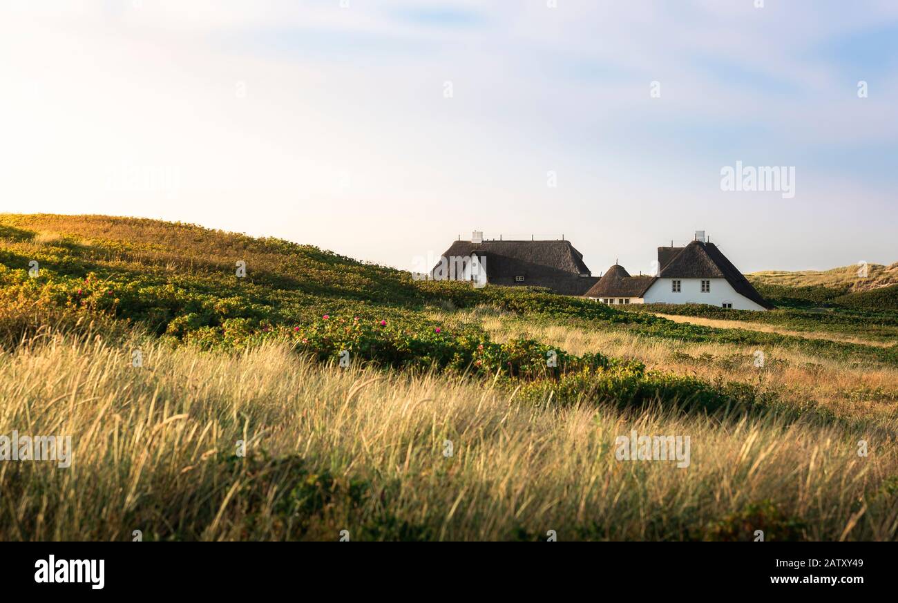 Frisia specific houses with reed roof and hills with marram grass and moss, on Sylt island, Germany, on a summer day. Northern german rural scenery. Stock Photo