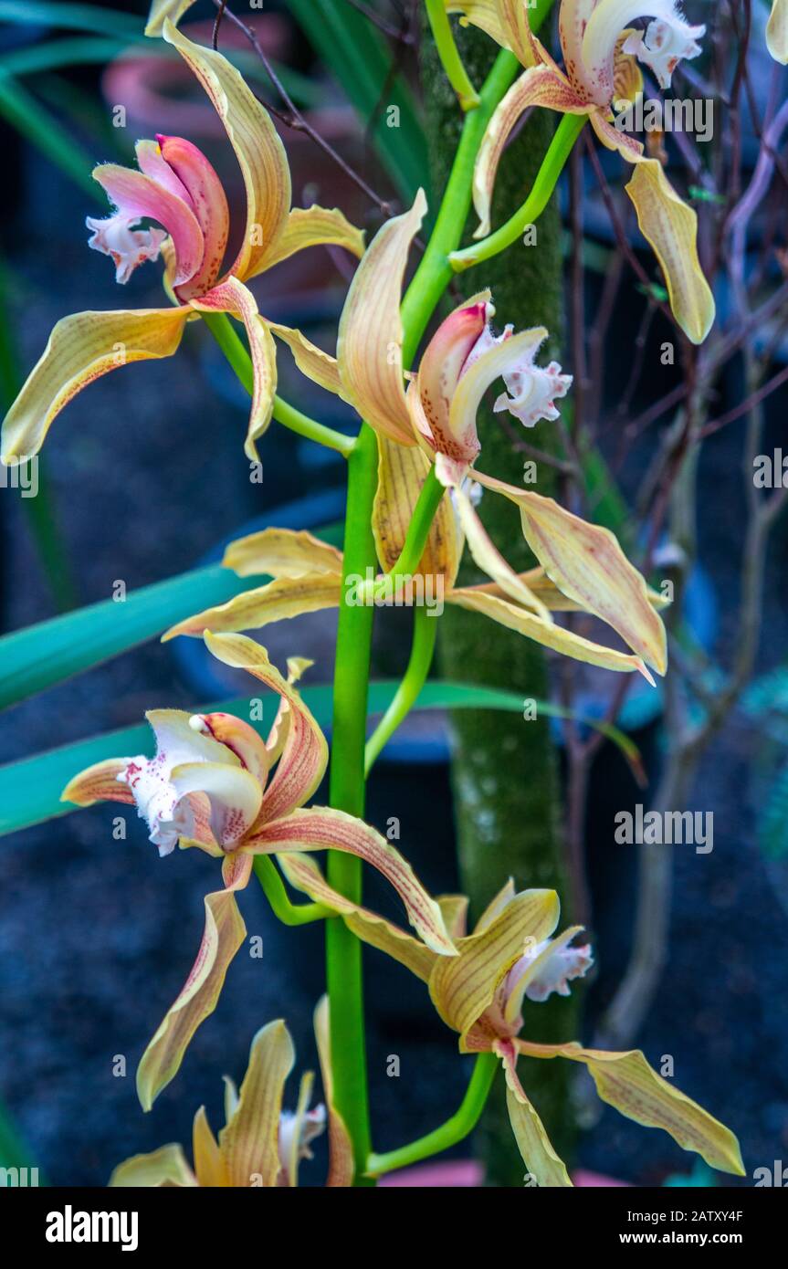 Vibrant coloured moth orchids on intense light green branch vertically with cool toned background Stock Photo