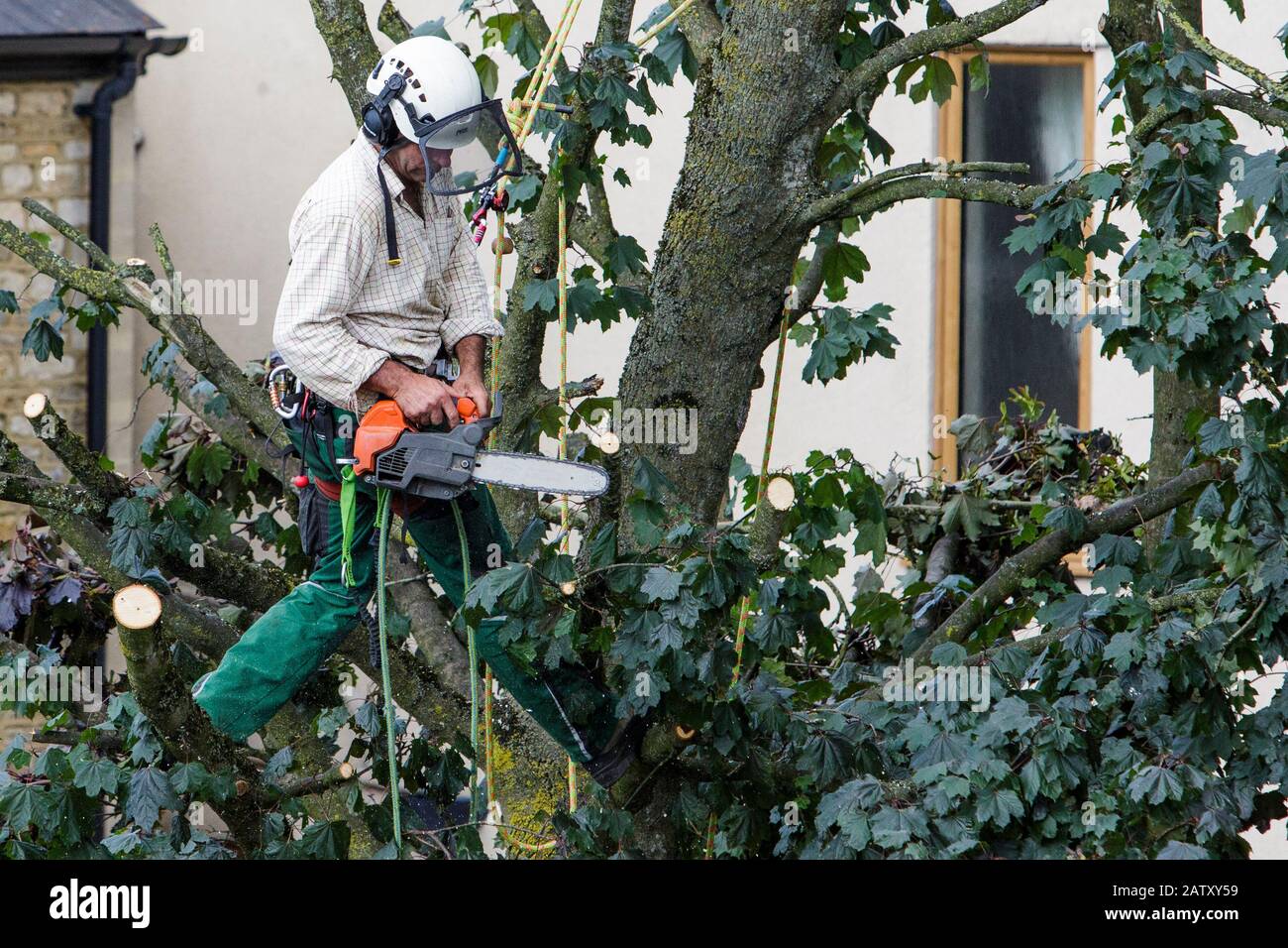 A tree surgeon arborist arboriculturist is pictured using a chainsaw as he cuts down a tree in Chippenham, Wilts. Stock Photo