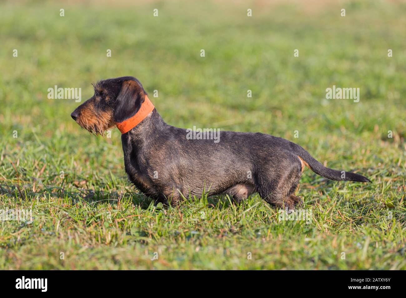 Wire-haired dachshund / wirehaired dachshund, short-legged, long-bodied, hound-type dog breed on the lawn in garden Stock Photo