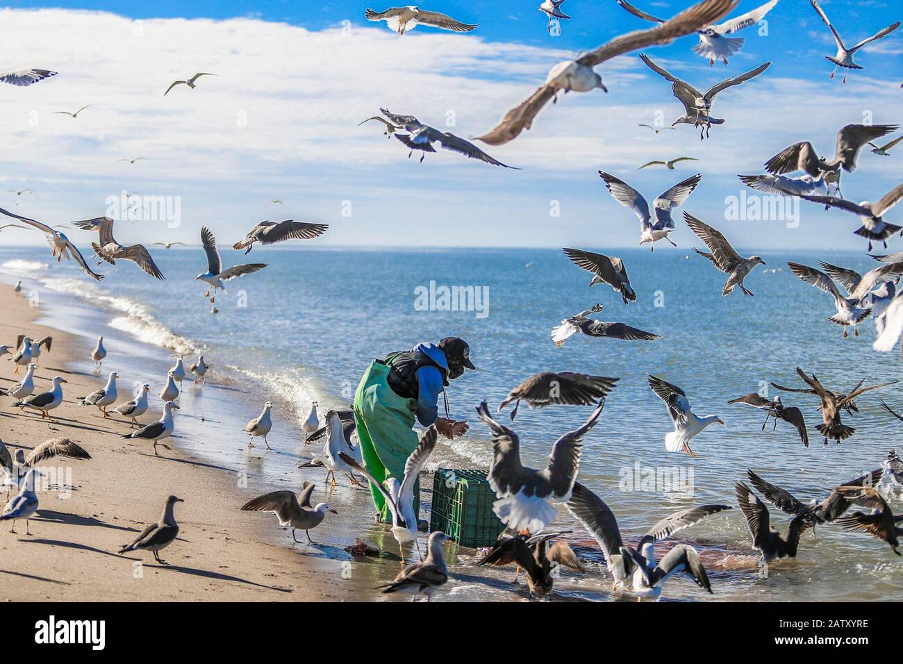 Seagulls in frenzy go ahead on fish remains on Sahuimaro beach, Sonora, Mexico ...   sea, beach shore, shoreline, marine life, feeding, eating, frenzy, wild, survival, bird, seagull, daylight, beautiful, sky, green, sea water, life, sea of cortez, gulf of california, Disproportionate impetus or violence, Violent exaltation of mood, especially of a disproportionate passion. Violence or impetus   Gaviotas en frenesí se avalanzan sobre restos de pescados en  playa Sahuimaro, Sonora, Mexico...  maritima, orilla de la playa, litoral, vida marina, alimentandose, comiendo, frenesí , salvaje, superviv Stock Photo