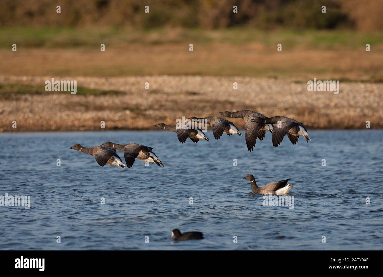 Brent Geese, Branta bernicla, flock of darkbellied race flying in to