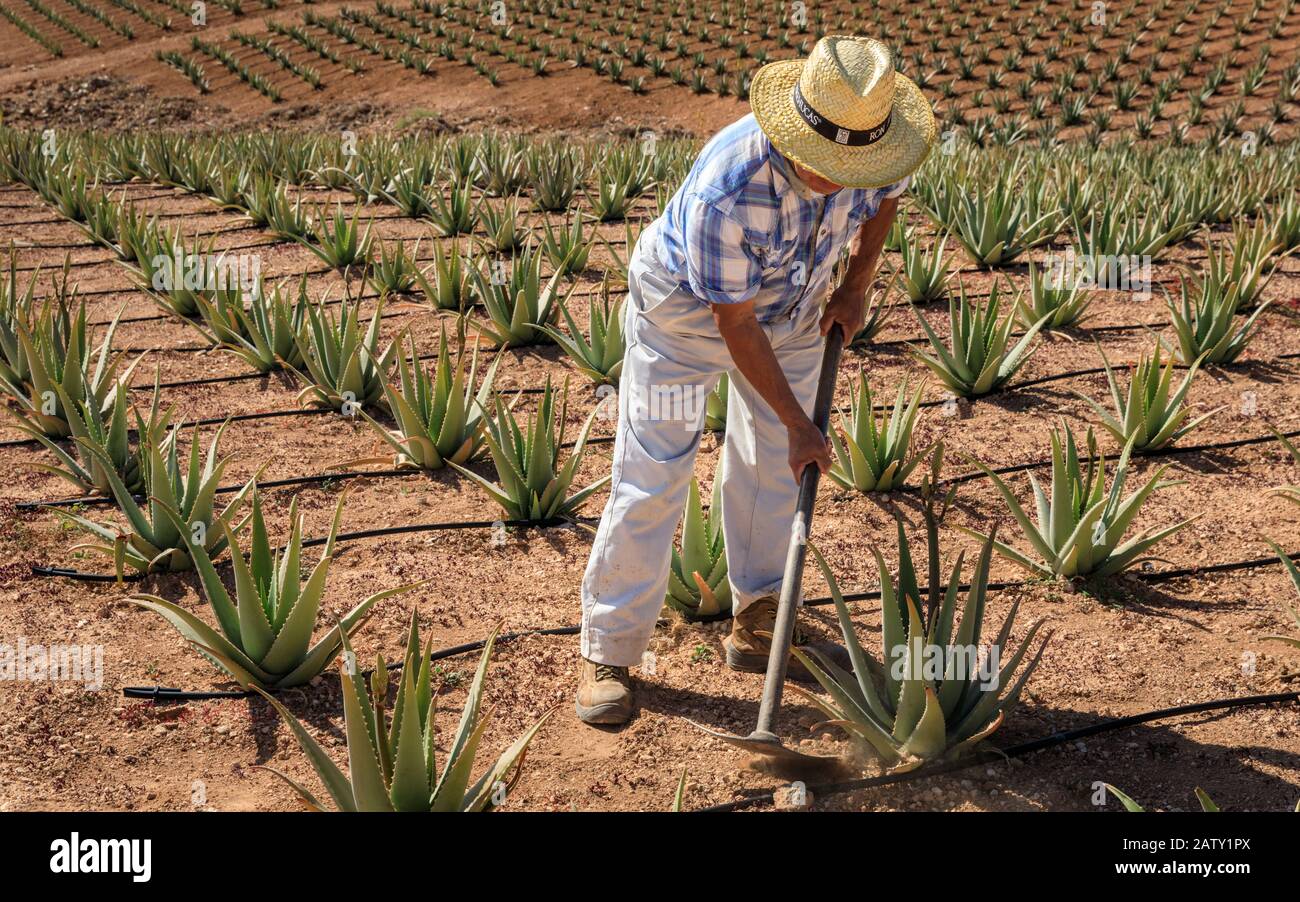 Farm worker tending to Aloe vera plants in farm field, Gran Canaria, Spain Stock Photo