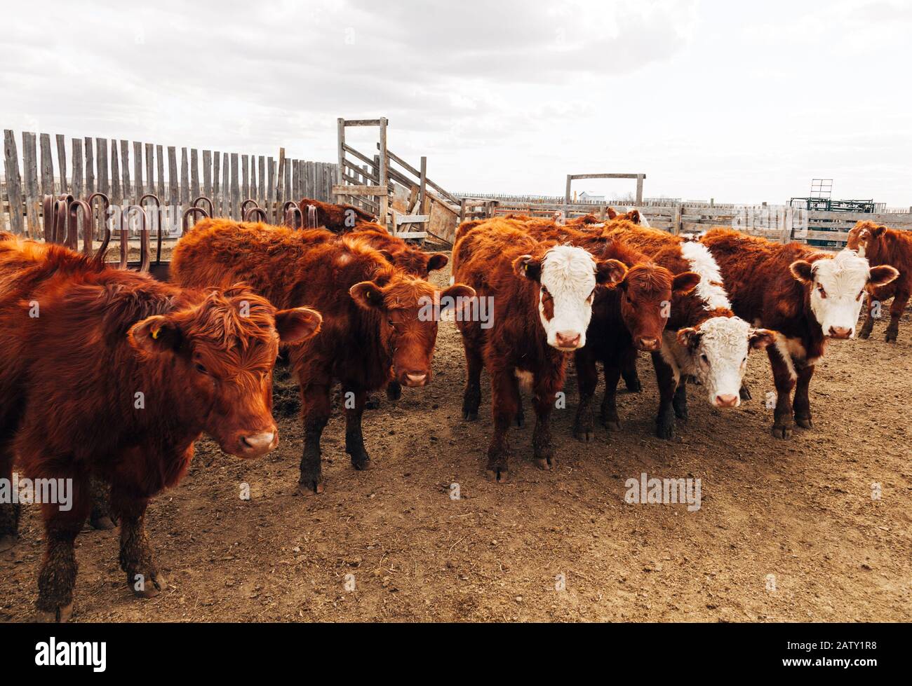 Cattle feedlot hires stock photography and images Alamy