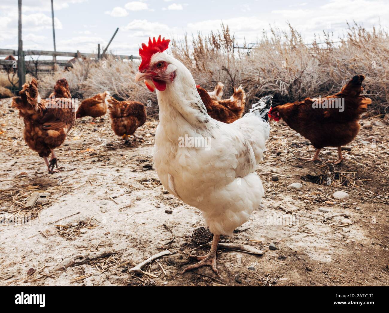 Chickens hires stock photography and images Alamy