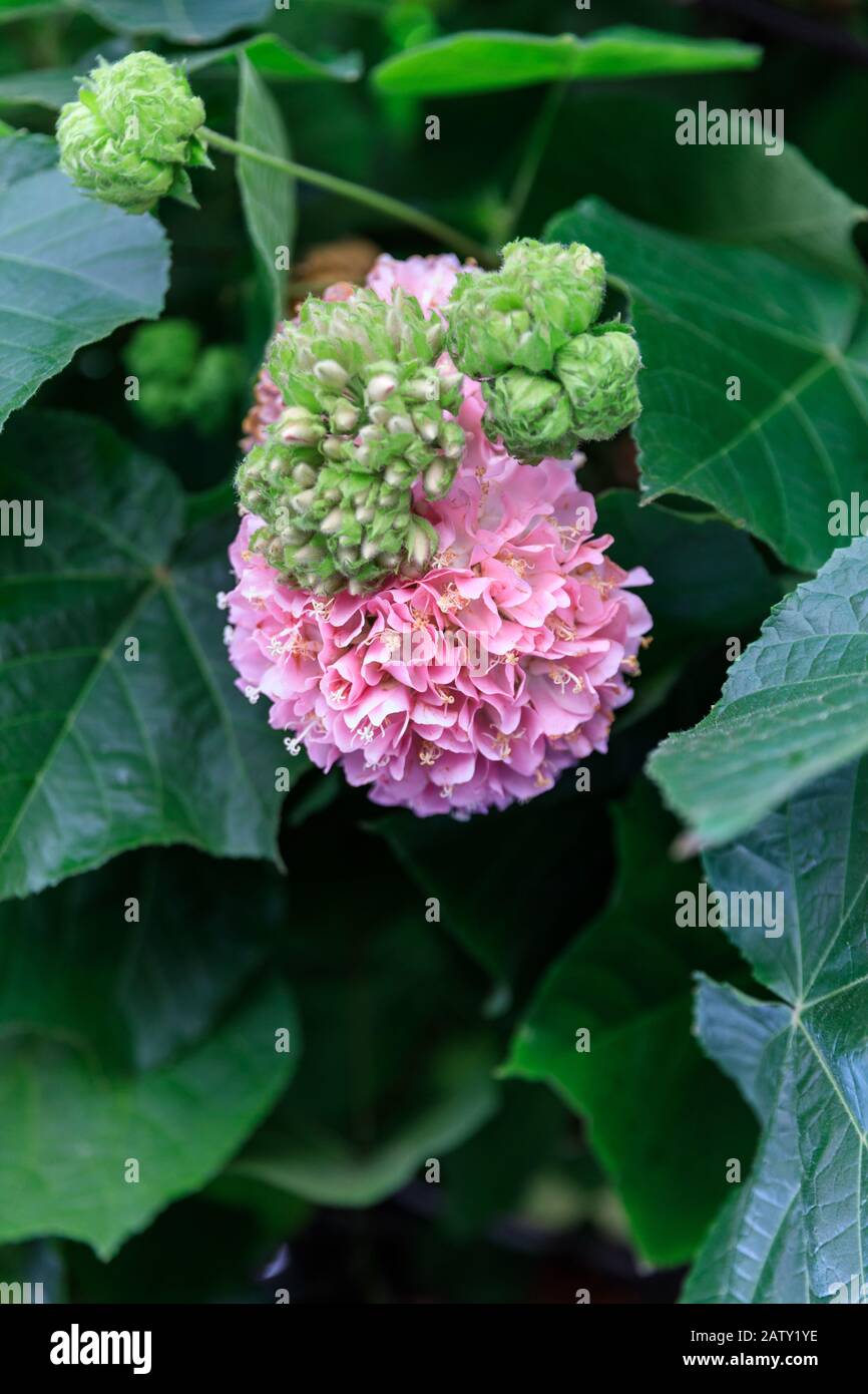 Dombeya wallichii flowering shrub with large pink flowers, Malvaceae family, also pinkball, pink ball tree, or tropical hydrangea, Canary Islands Stock Photo
