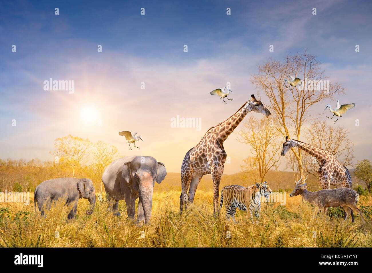 Large group of african safari animals. Wildlife conservation concept Stock  Photo - Alamy