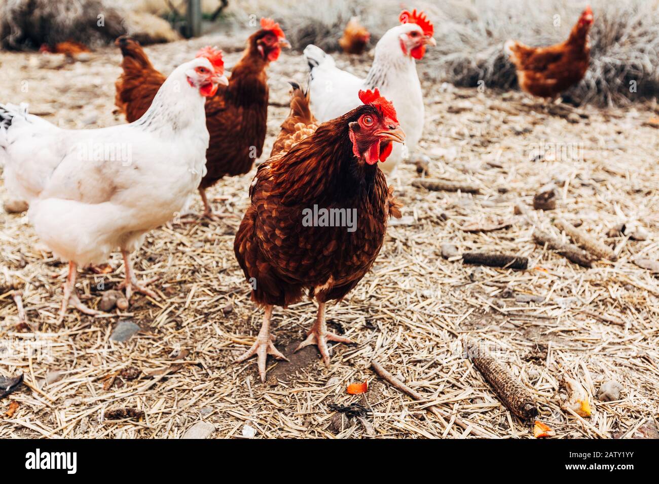 Free Range Chickens Stock Photo Alamy