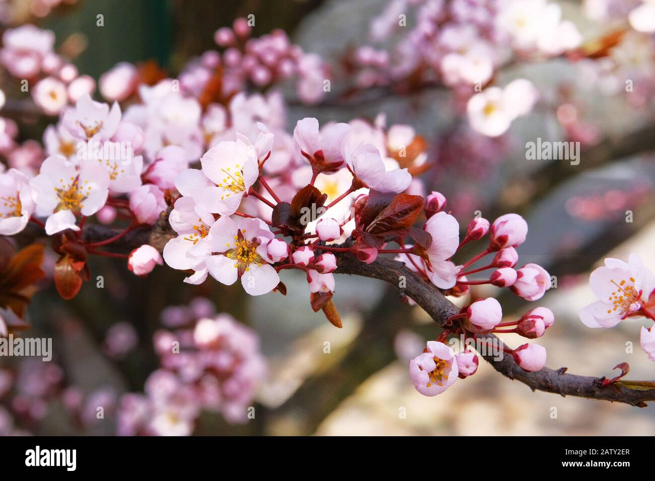 Apricot Flowers Blooming With White Blooming Fragrant Petals Signaling Spring Has Come Spring Background Of Nature Stock Photo Alamy Apricot Flowers Blooming With White Blooming Fragrant Petals Signaling Spring Has Come Spring Background Of Nature Stock Photo Alamy