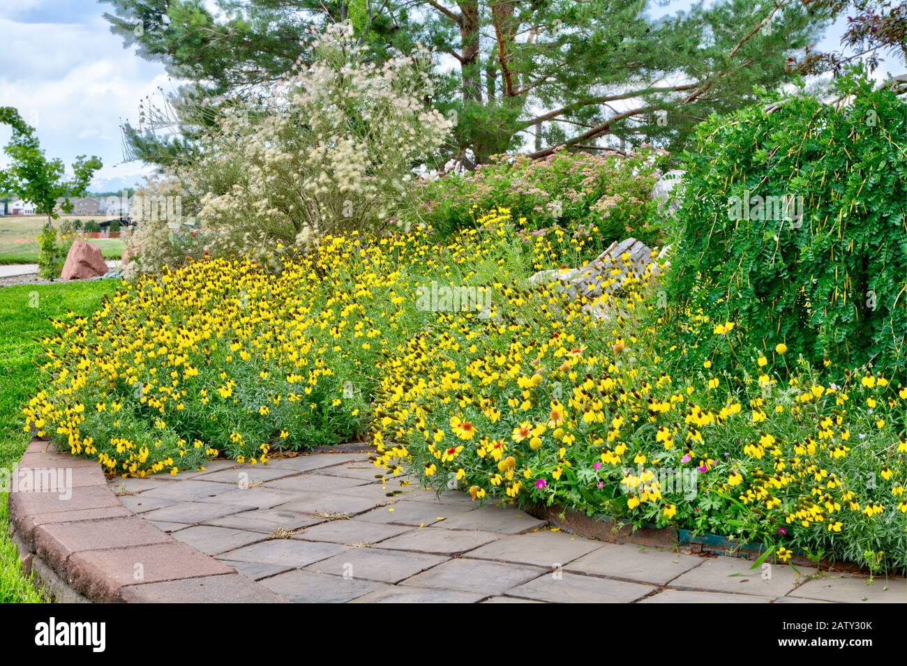 Prairie Yellow or Mexican Hat Coneflower has reseeded itself into a thick patch of showy flowers in the early summer. Stock Photo