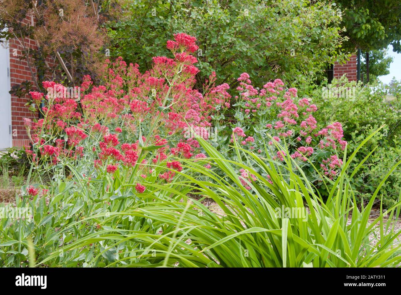 Red Valerian, often called Jupiter's Beard, ranges in flower color from red to pink. Stock Photo