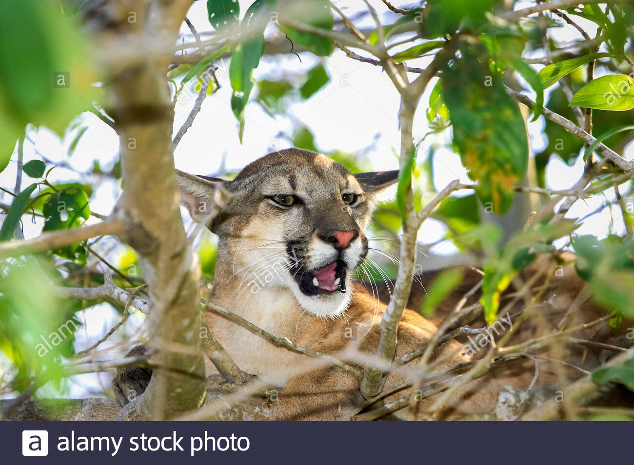 Cougar, puma concolor, Adult camouflaged into Tree, Los Lianos in Venezuela  Stock Photo - Alamy