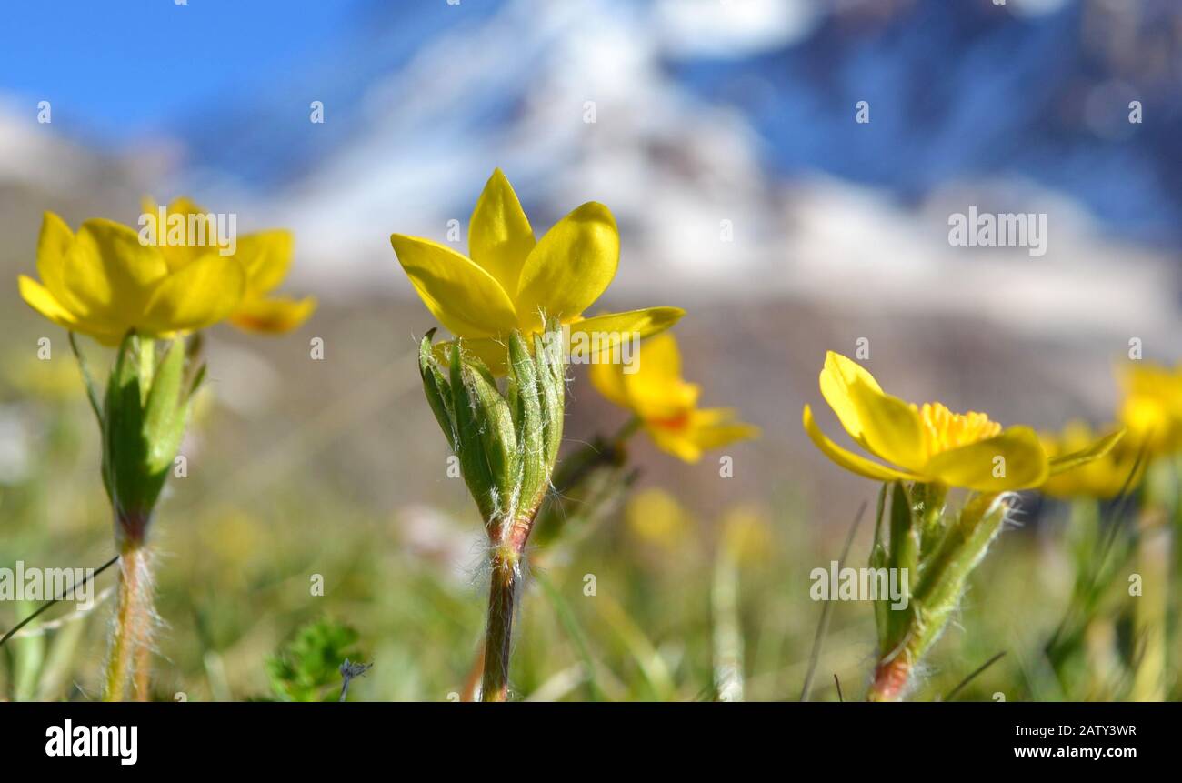 Yellow Flowers In Georgia High Resolution Stock Photography And Images Alamy