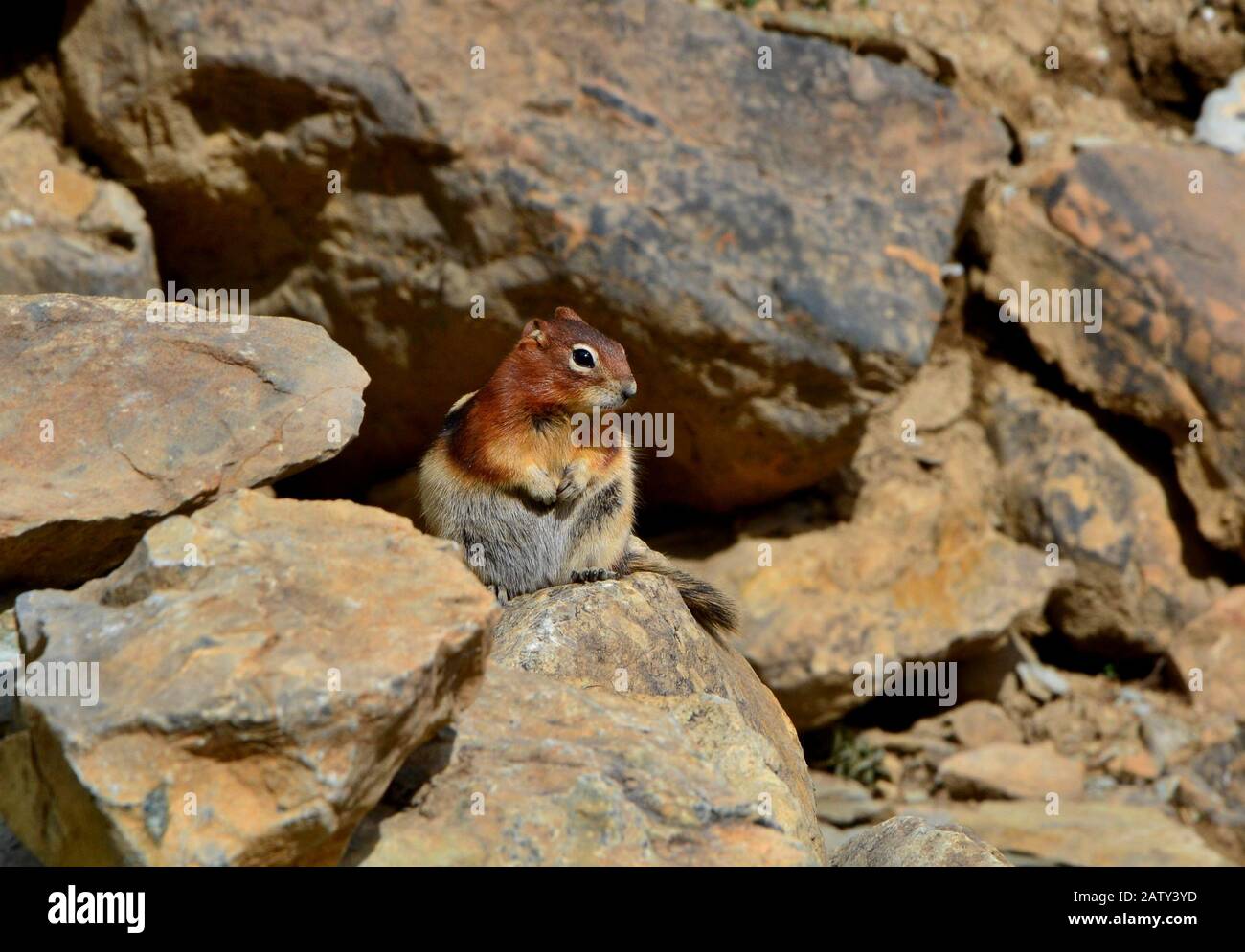 Cute little chipmunk sitting on stone peeks curiously. Beautiful sunny day, rocky mountains. Stock Photo