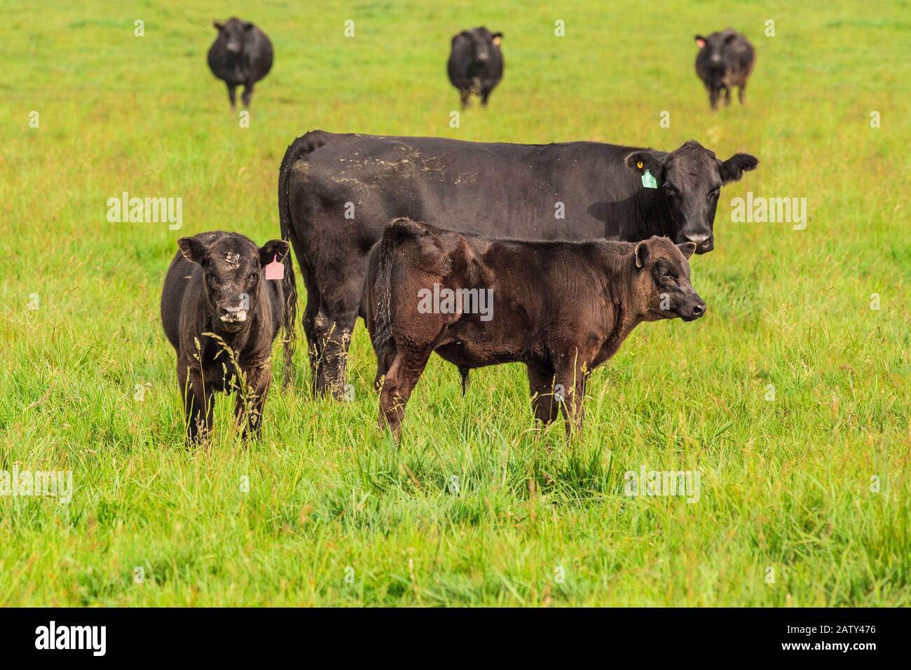Herd of cattle grazing on the green grass Stock Photo
