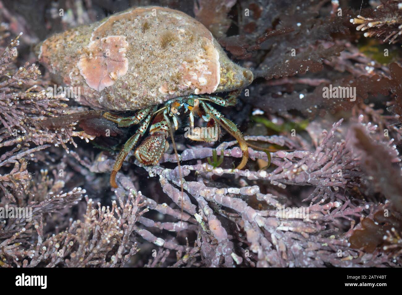 The hermit crab (Pagurus bernhardus) moves through the seaweed in the rock pool in the Yorkshire Coast Stock Photo