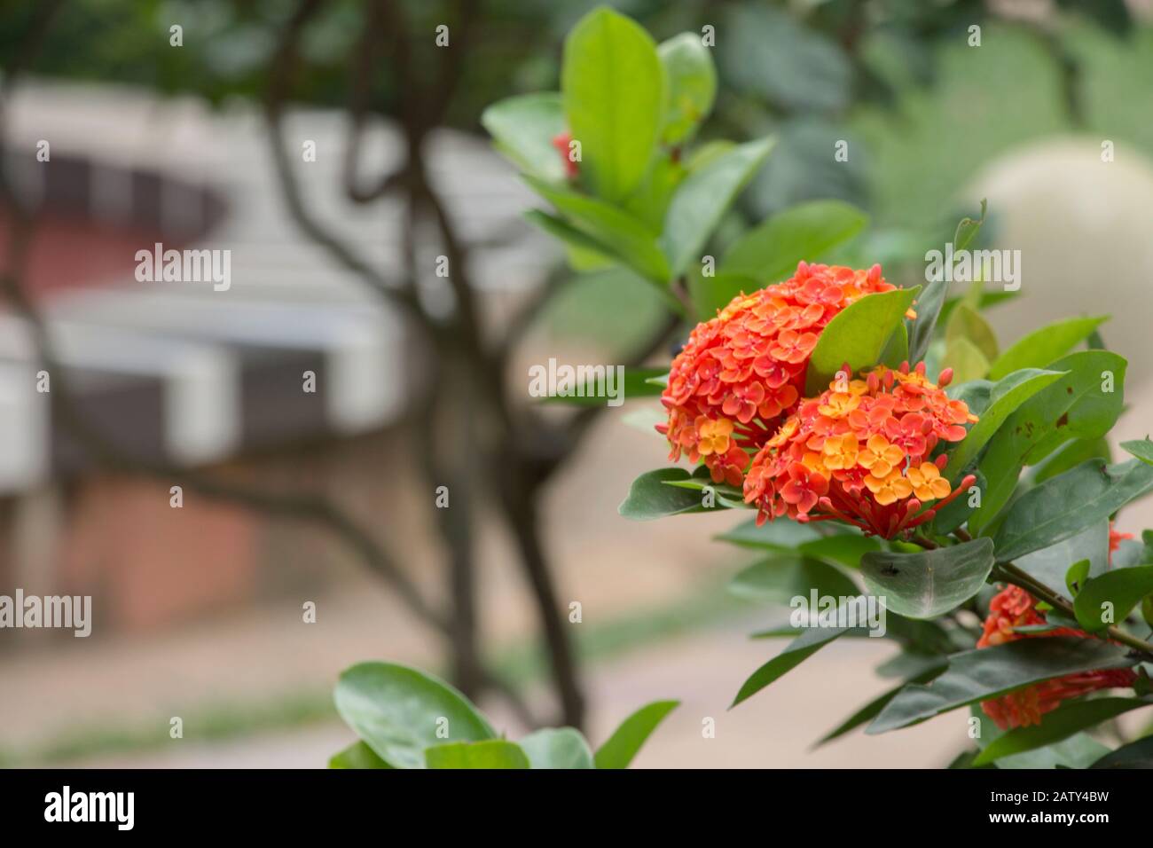 Bunch of orange Ixora flower in garden. Scientific name Ixora coccinea. Known as long ixora, singapuri ixora, red ixora, orange ixora, yelow ixora Stock Photo