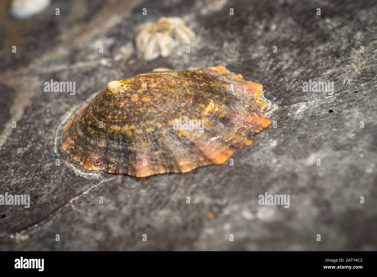 Limpet (Patella vulgata) sit and wait out the retreating sea in Yorkshire Stock Photo
