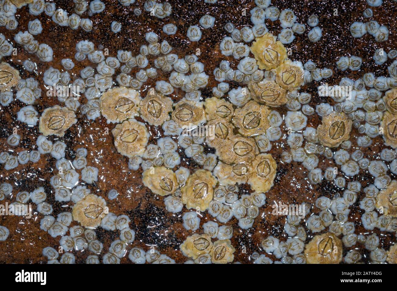 A variety of different age and sized barnacles live together in the rocks on the Yorkshire coast Stock Photo