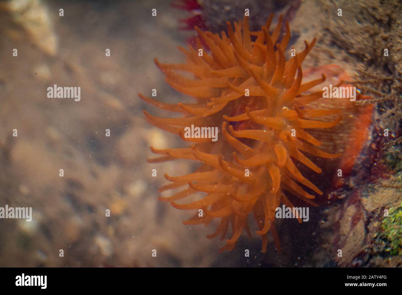 Sea anemone eating hi-res stock photography and images - Alamy