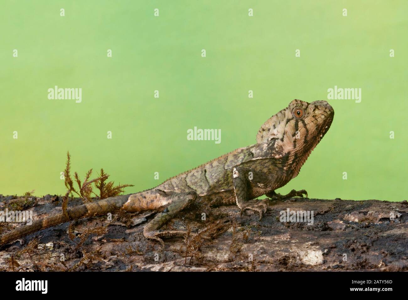 Smoooth Casque-Headed lizard (Corytophanes cristatus), Darien Rainforest,  Panama, Central America Stock Photo