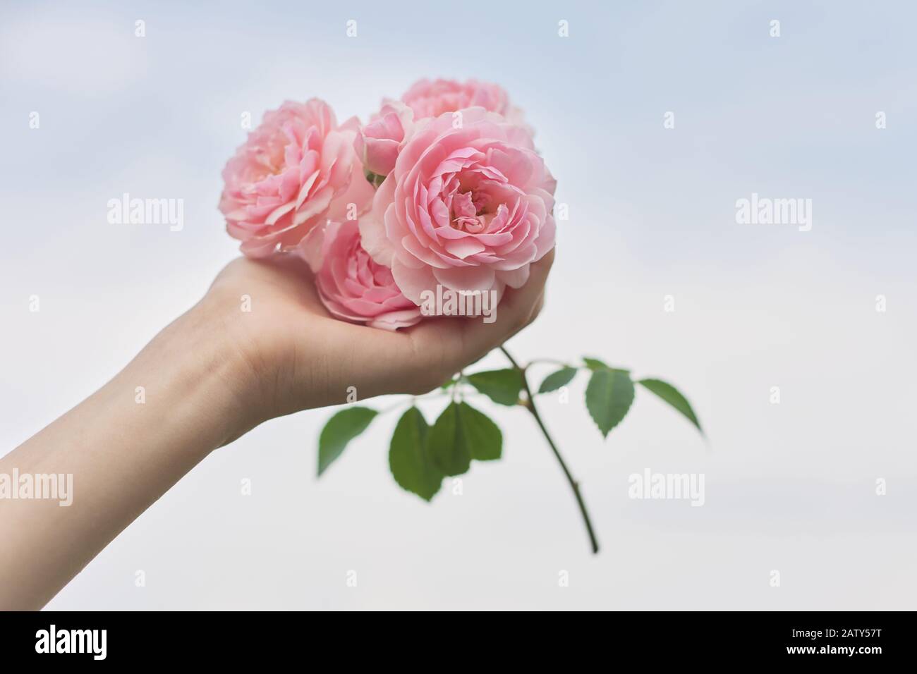 Hãy cùng ngắm nhìn hoa hồng xinh tươi trong bức ảnh đầy lãng mạn này. Màu hồng tinh tế của nó sẽ khiến bạn đắm chìm trong cảm giác tình yêu và sự ngọt ngào. Hãy nhấn play để khám phá thêm vẻ đẹp của nó.