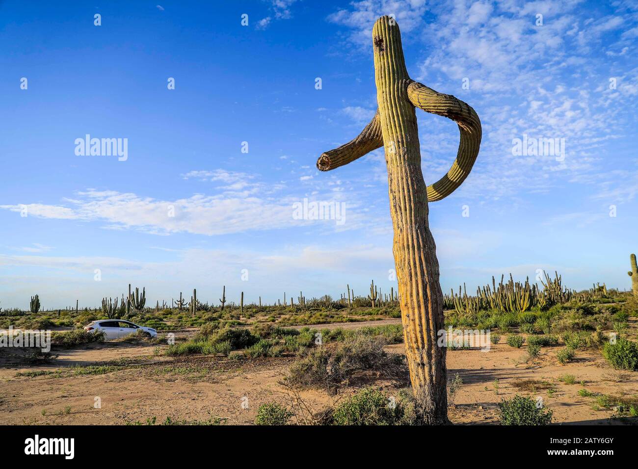 Saguaro or Sahuaro (Carnegiea gigantea) shaped like a man. Typical columnar cactus from the Sonoran Desert, Mexico. monotípicoc is a species of greater size among the cacti .... KEY WORDS: surreal, alien, extraterrestrial, strange, shape, malformation, twisted, tree brazes, bony thorns, rare, twisted, crooked, crooked.  saguaro o sahuaro (Carnegiea gigantea) con forma de un hombre. cactus columnar típico del Desierto de Sonora, Mexico. monotípicoc es una especies de mayor porte entre las cactáceas....PALABRAS CLAVES: surreal, alienigena, extraterreste, extraño, forma, malformacion, retorcido, Stock Photo